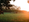 Summer Pastures