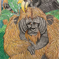 Orangutan, hornbill bird, animal, forest, jungle, pencil drawing, coloured pencil, art, emma martinz