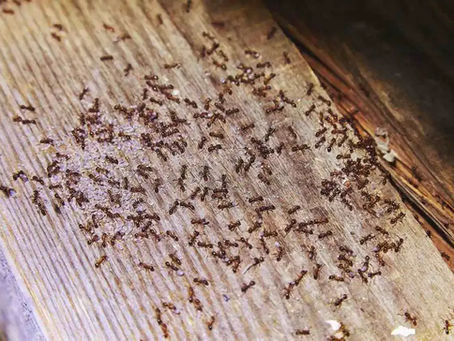 Ant Lives Matter
