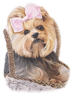 Maggie - Colored Pencil Pet Portrait