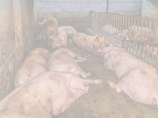 Produktionen af dyr er steget med 85 procent de sidste 10 år. Hvordan vender vi den udvikling?