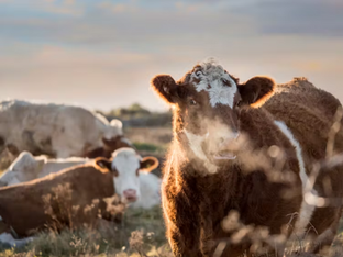 Kød- og mejeri kan ikke være 'klimaneutral' på trods af industriens påstande