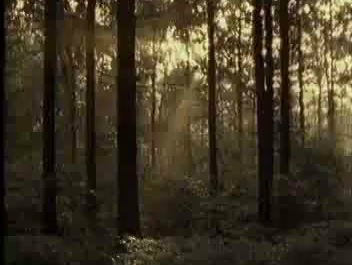 So og grise - den første tid i skoven