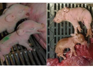 Delfingrise - et resultat af ekstrem avl