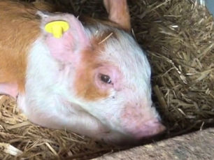 Smågrisene har mavesår - ikke kun soen