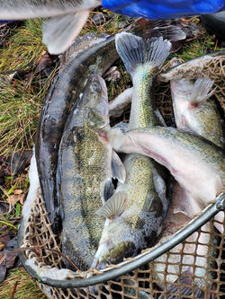 86e79d0f-7474-44da-88d5-1f25f3a6a949