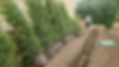 Hedge Planting By Instant Tree