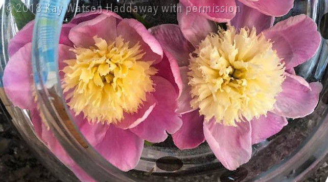 Peonies from Kay's Garden