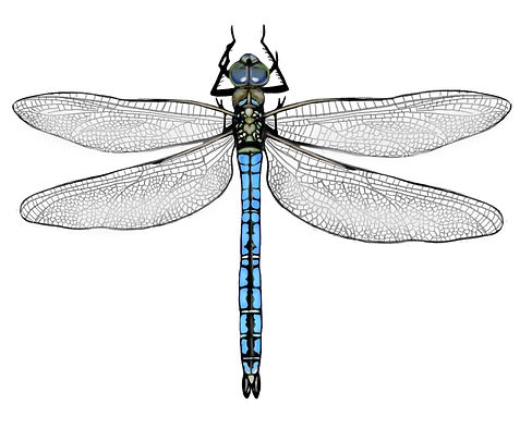 Anax imperator.jpg