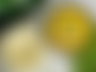 Unlocking the Magic of CBD/THC Body Butter: Your Ultimate Guide