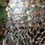 Thumbnail: Camouflage Netting
