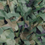 Thumbnail: Camouflage Netting