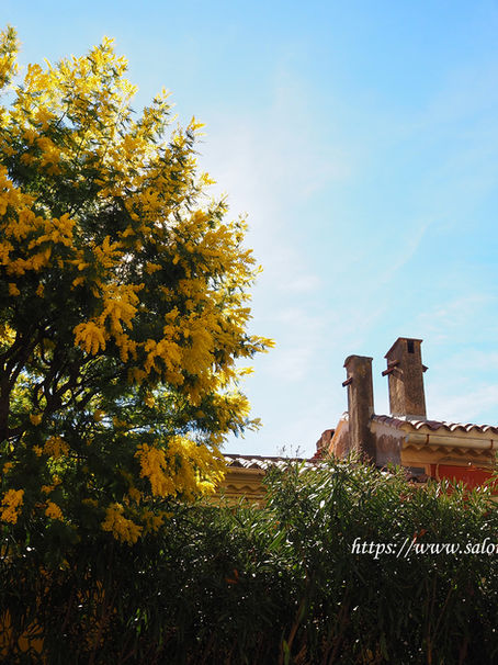 Je voudrais faire du sucre avec du mimosa !