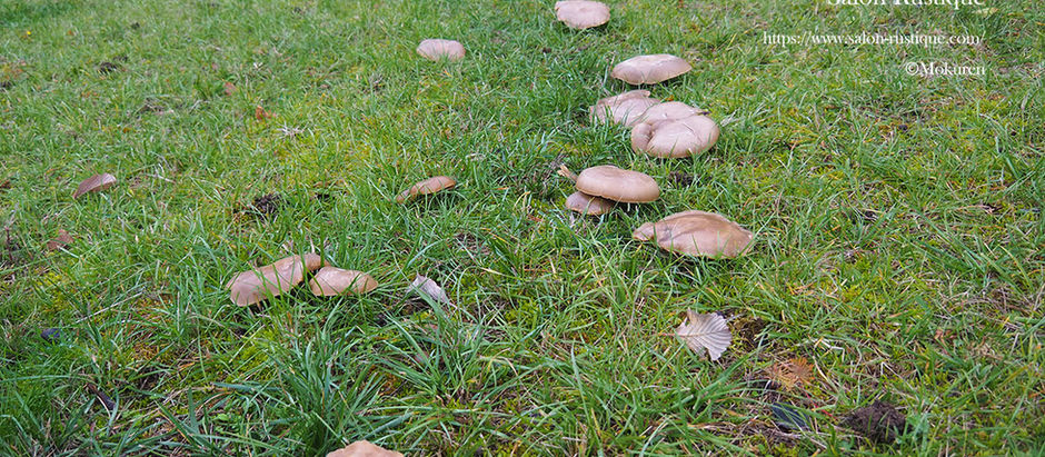 Cueillette de champignons