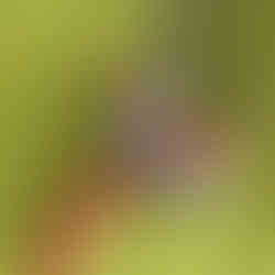 Mr X 3in1 in All Day harness