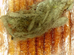 POLYMER FIBER BANDING