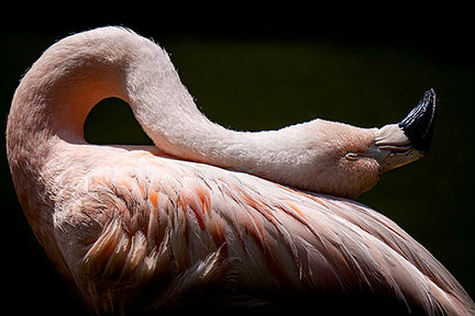 WINTERHALTER-Elizabeth_Béatitude wix8.jpg