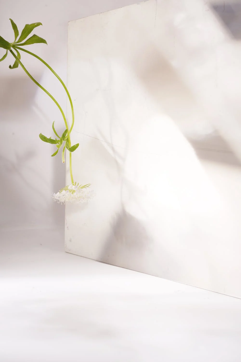 LA PLANTE / TERRE EXOTIQUE ©sophiekapin