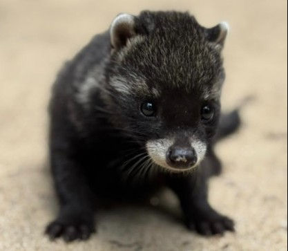 Photo 9: Baby African Civet - Credits to Libassa Wildlife Sanctuary