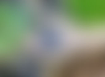 Be Careful Picking Blueberries