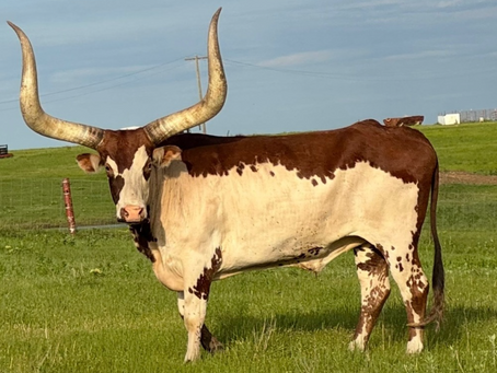 One Arm Bandit rodeo act returns to Mound City Rodeo