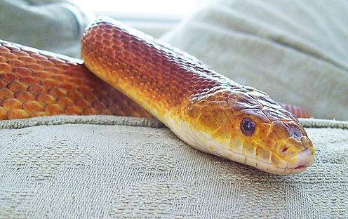 Everglades Rat Snake