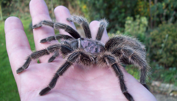 Chilean Rose Tarantula