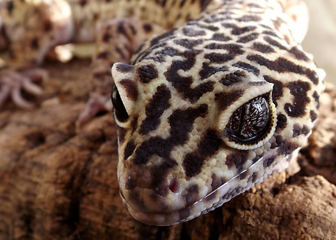 Leopard Gecko