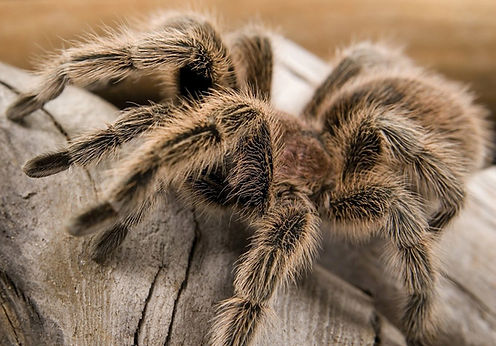 Chilean Rose Tarantula