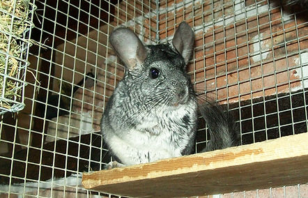 Chinchilla
