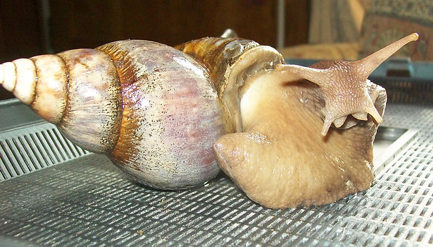 African Land Snail