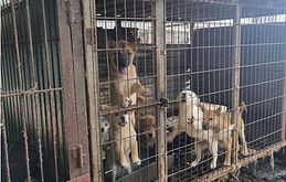 shelterdogs.jpg