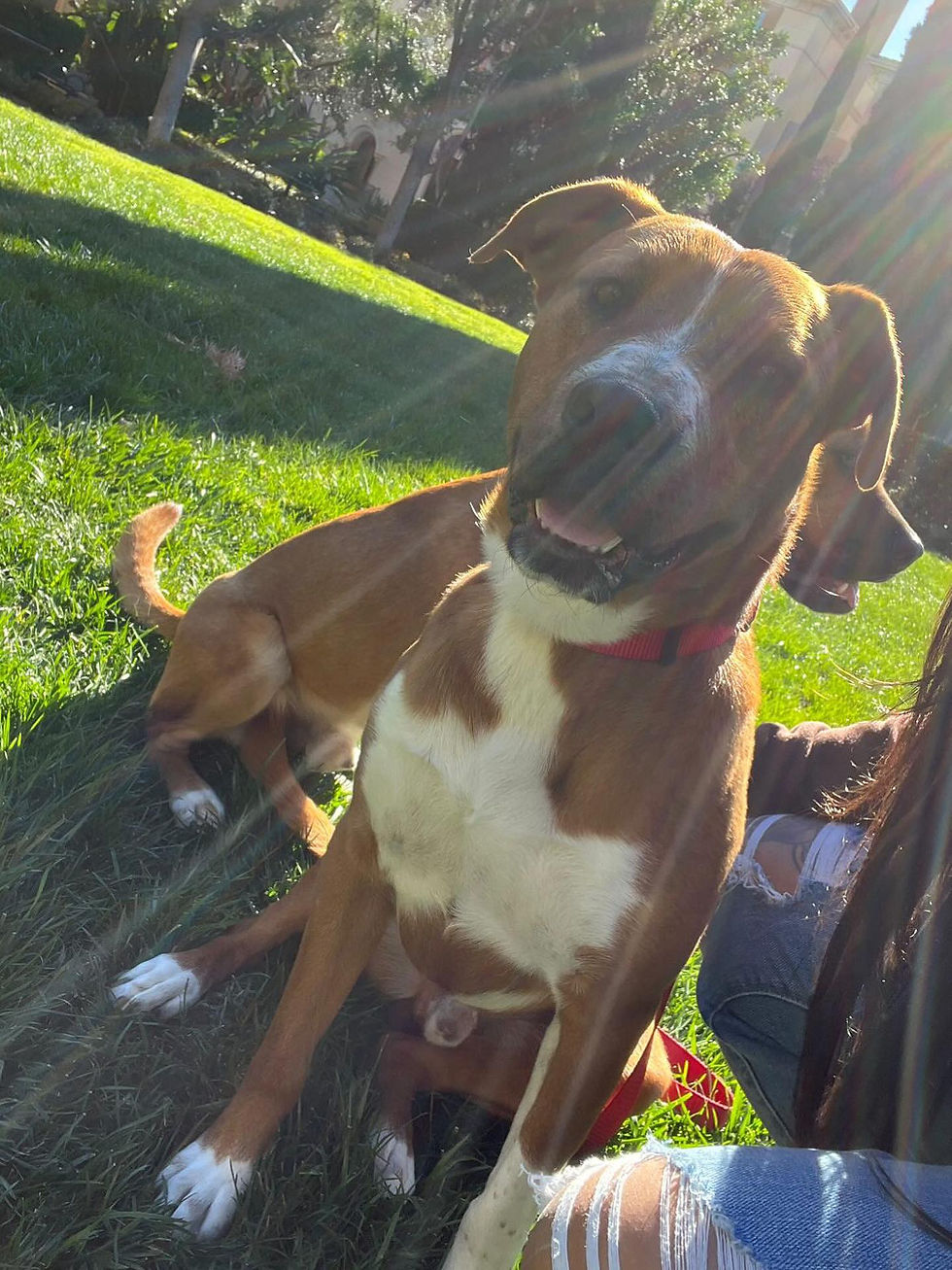 Gus 7
