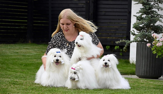 Vendia Cotons DKK kennel
