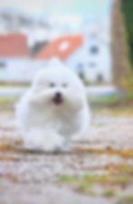 Vendia Cotons Marley