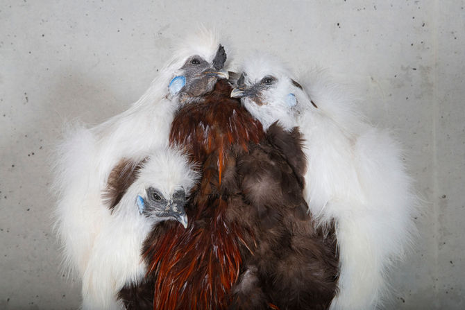 Artificial Crossbreeding, Barefoot, Inspiring Limits, VCRB Gallery Antwerp (BE)