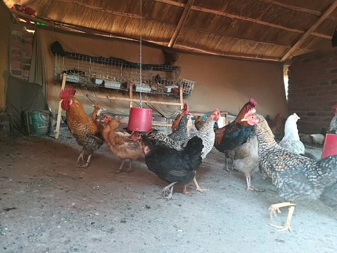 First Hukukhulu roosters fly out, NOV 2017