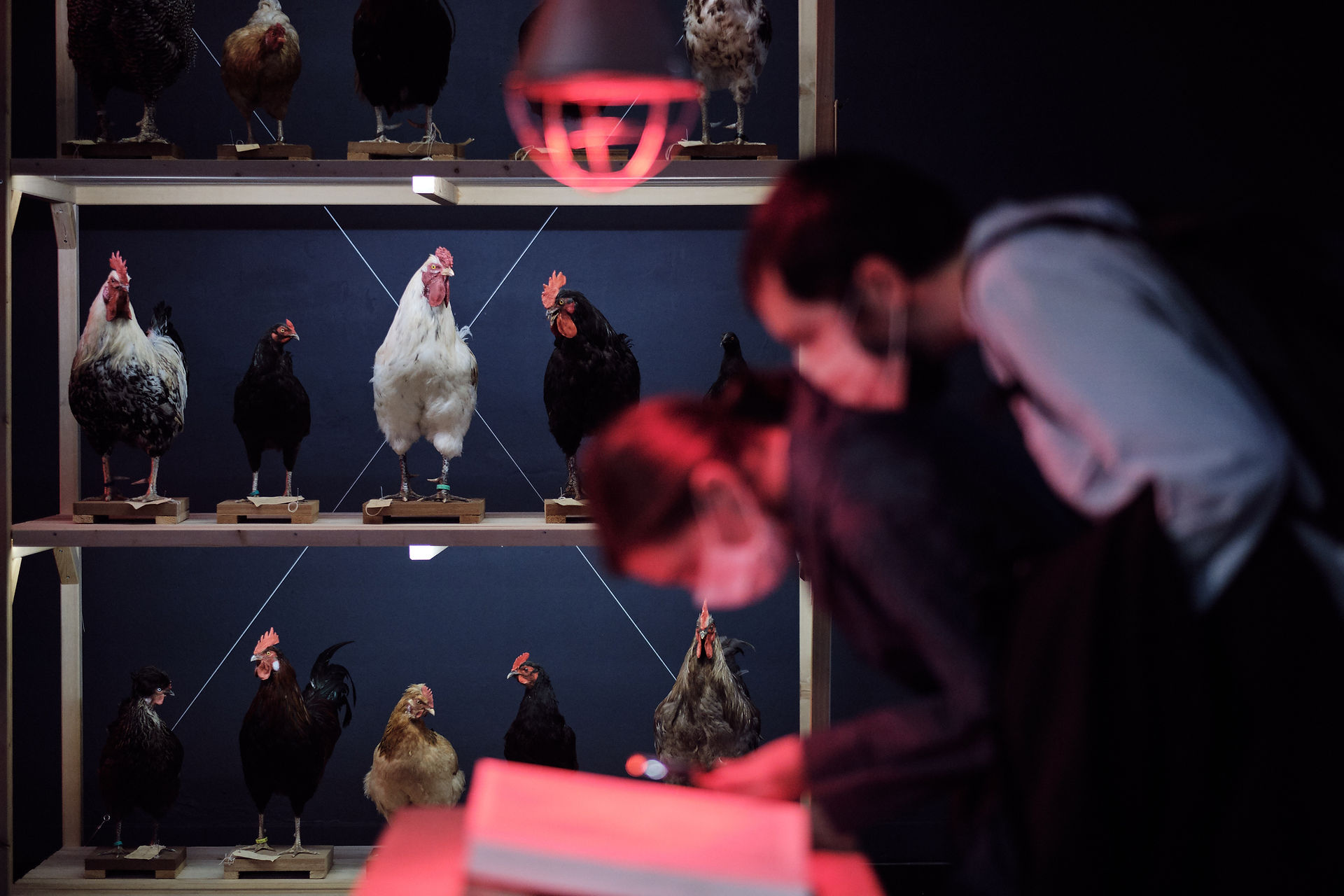 Planetary Community Chicken