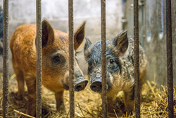 LUCY pigs