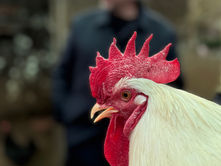 LIMINA: COSMOPOLITAN CHICKEN PROJECT 30, CHILLIDA LEKU, Hernani (ES) 17 October - 20 December 2025