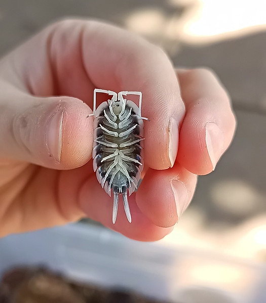 porcellio succinctus