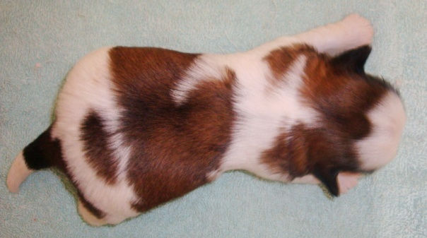 Filhote de Shih Tzu - Macho