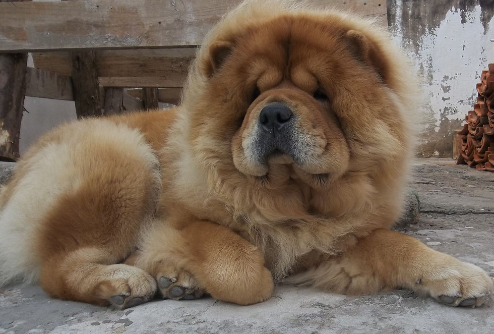 Haru - Chow Chow Macho