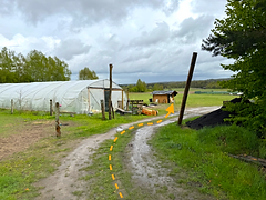 Ollsen_4.png