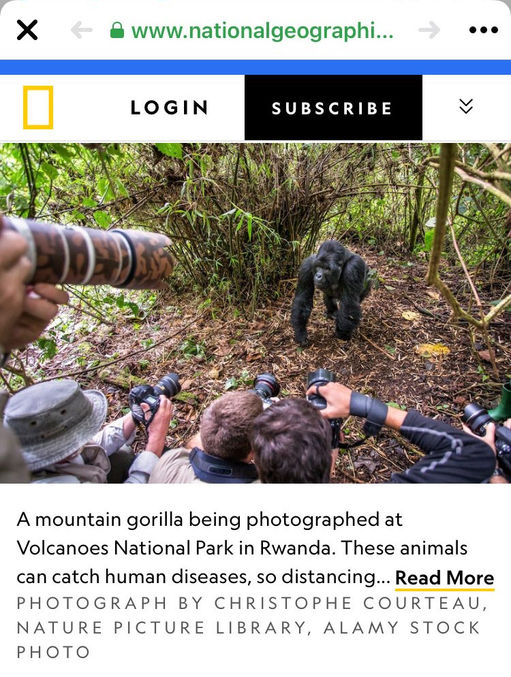 Les grands-singes en temps de Covid