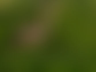 Ce qui est formidable avec l'affût...