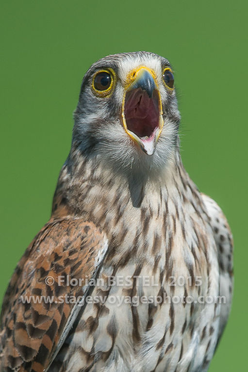 Affût Crécerelle : Crop à 100 %