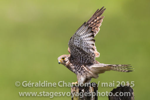 Les news des crécerelles... suite...