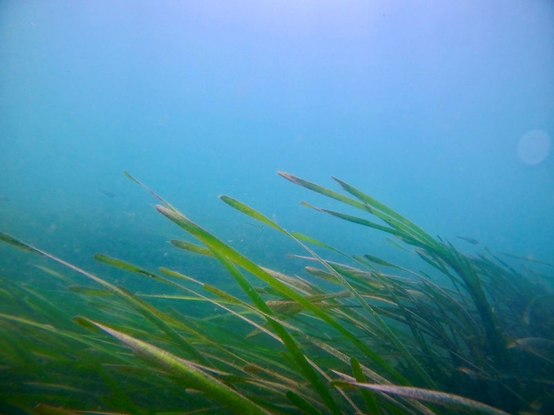 seagrass.jpg