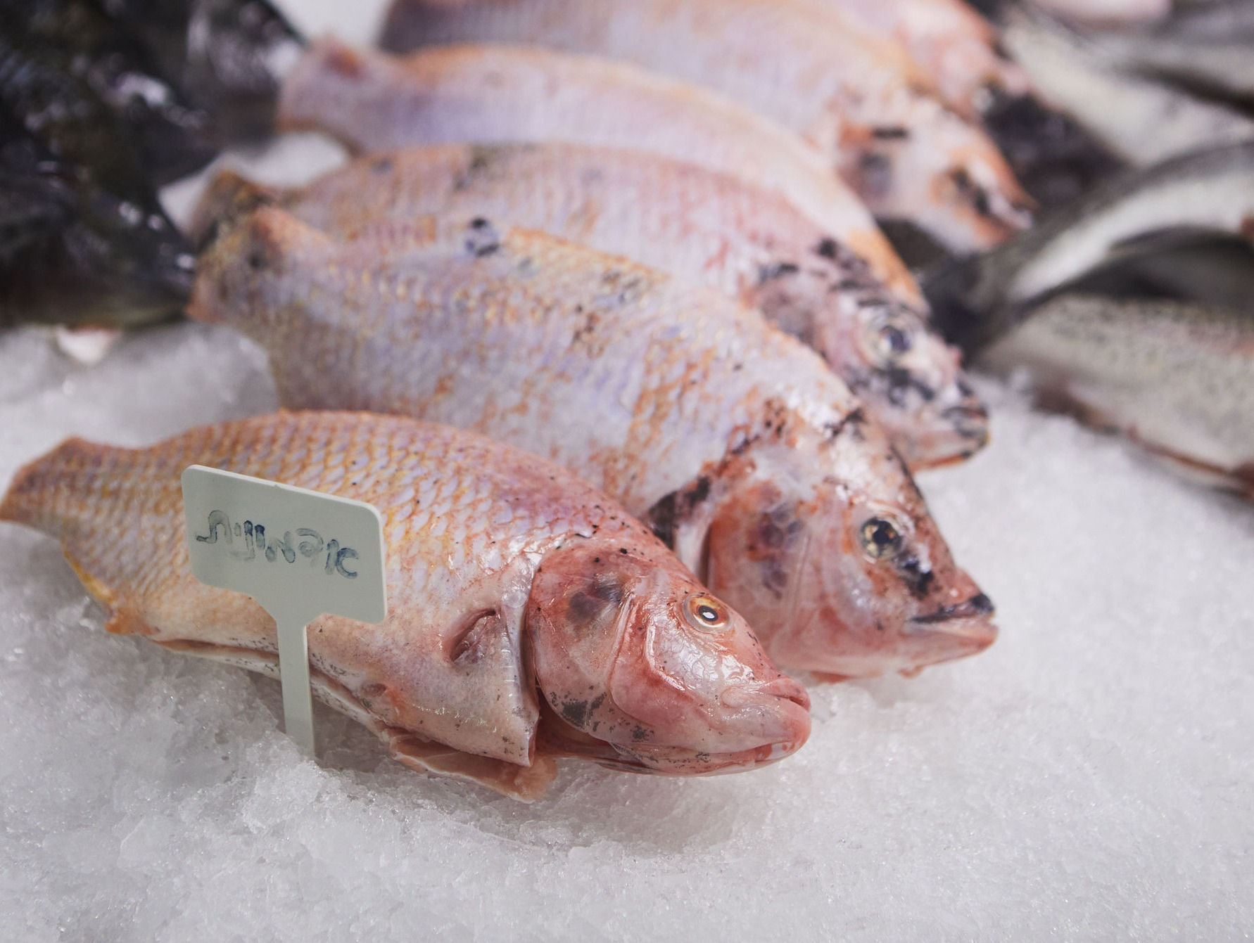 דג אדמונית – טרי ונקי